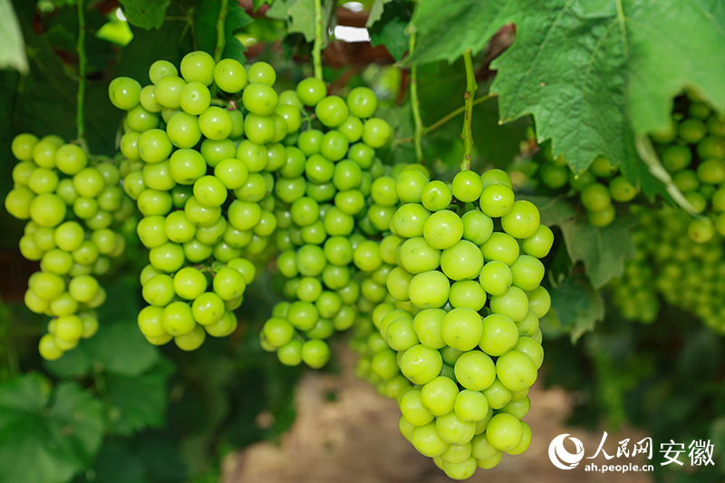 老童的葡萄園里，正待采摘的葡萄掛滿枝頭。人民網(wǎng)記者 張俊攝