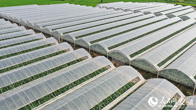 老童家的葡萄園聯(lián)動(dòng)大棚。人民網(wǎng)記者 張俊攝