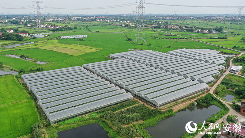 俯瞰老童辛苦打理的葡萄種植基地。人民網(wǎng)記者 張俊攝