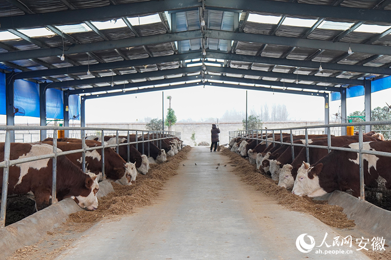 中原牧場第六養(yǎng)殖小區(qū)。人民網(wǎng)記者 陳若天攝