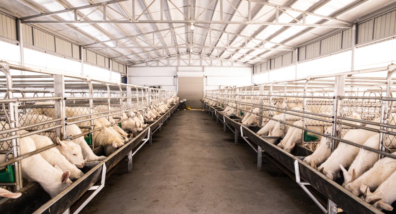 養(yǎng)羊基地。濉溪縣委宣傳部供圖