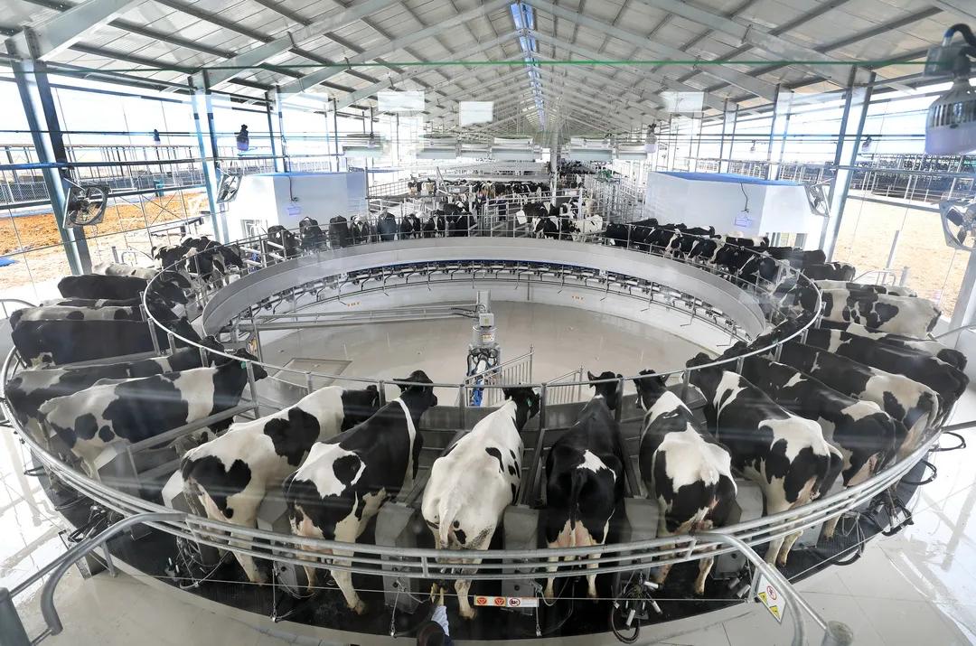 一頭頭在擠奶大廳進行自動化擠奶。 受訪者供圖