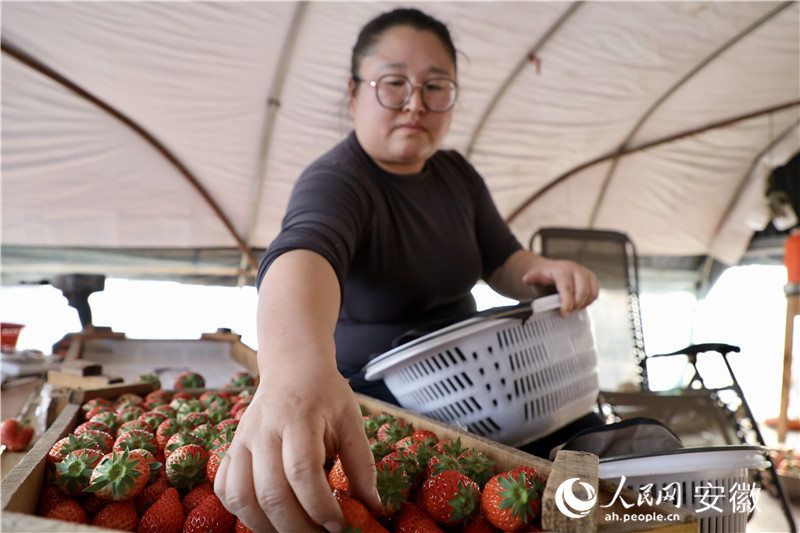 老江妻子為新鮮摘上來(lái)的草莓分級(jí)。人民網(wǎng)記者 汪瑞華攝