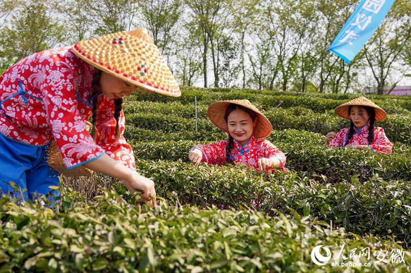 在六安市裕安區(qū)六安瓜片茶園，采茶姑娘正在采摘鮮葉。人民網(wǎng)記者 陳若天攝